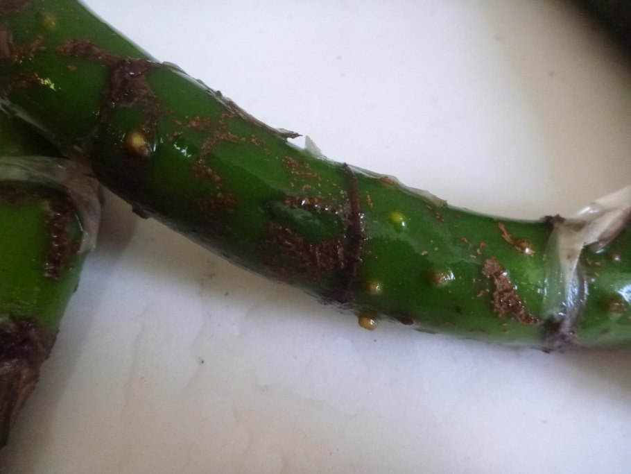 Утюг Rowenta dw5210f1