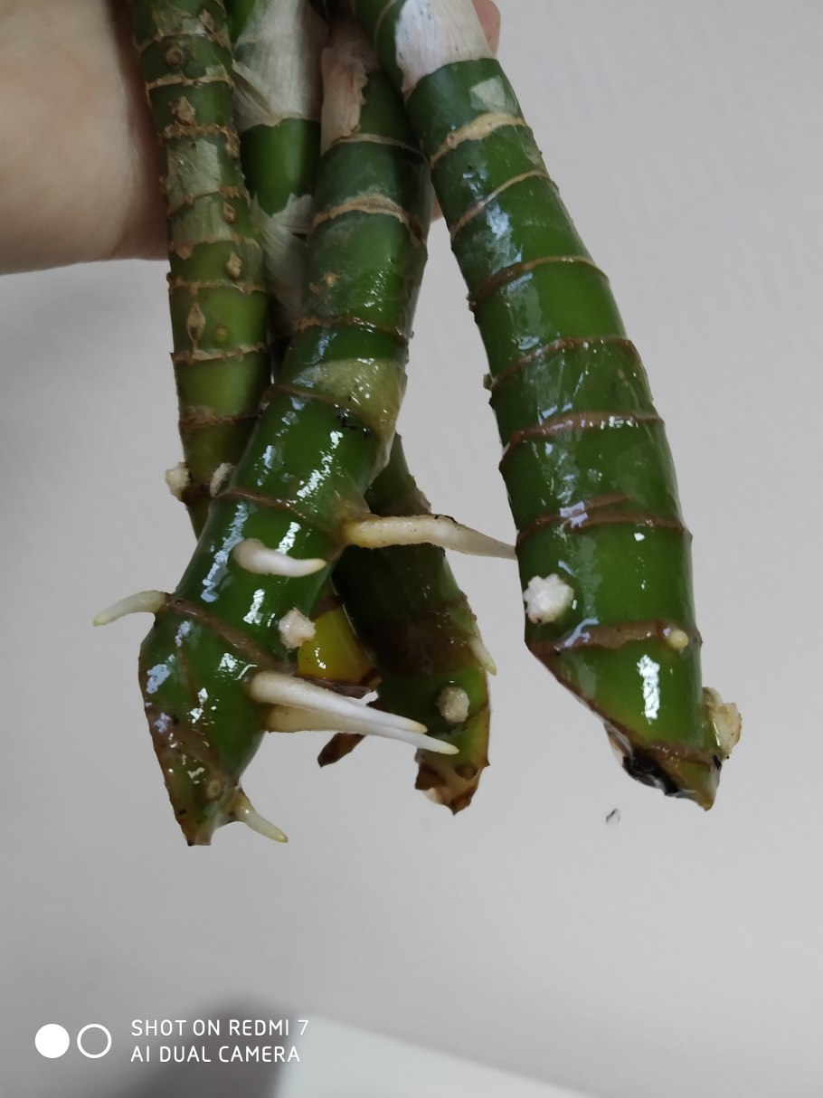 Какие цветы у диффенбахии