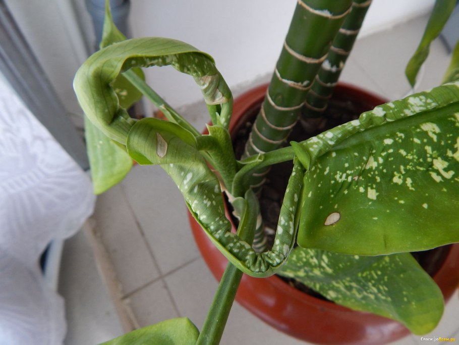 Dieffenbachia oerstedii