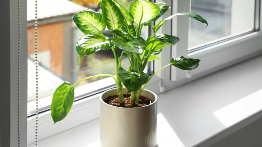 Диффенбахия укоренение