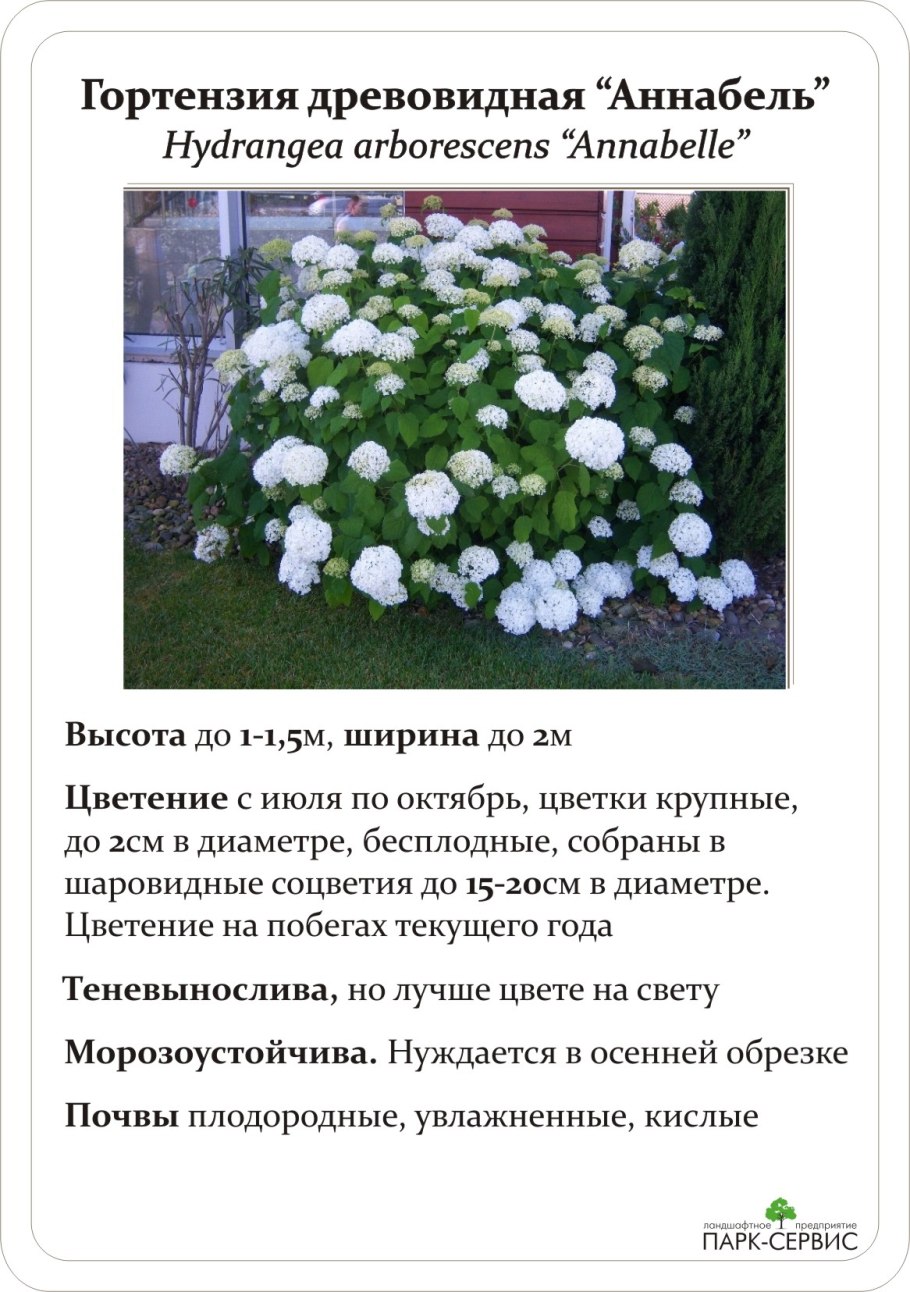 Правильная обрезка метельчатой гортензии