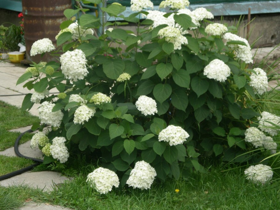 Обрезка метельчатой гортензии осенью