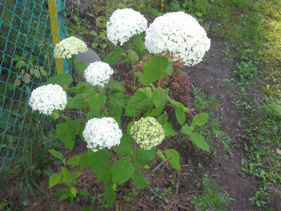 Гортензия Фантом Анабель