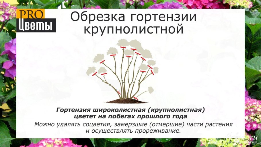 Подрезка гортензий осенью