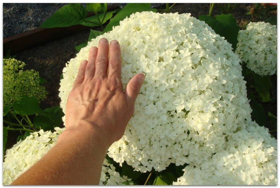 Гортензия древовидная Аннабель обрезка