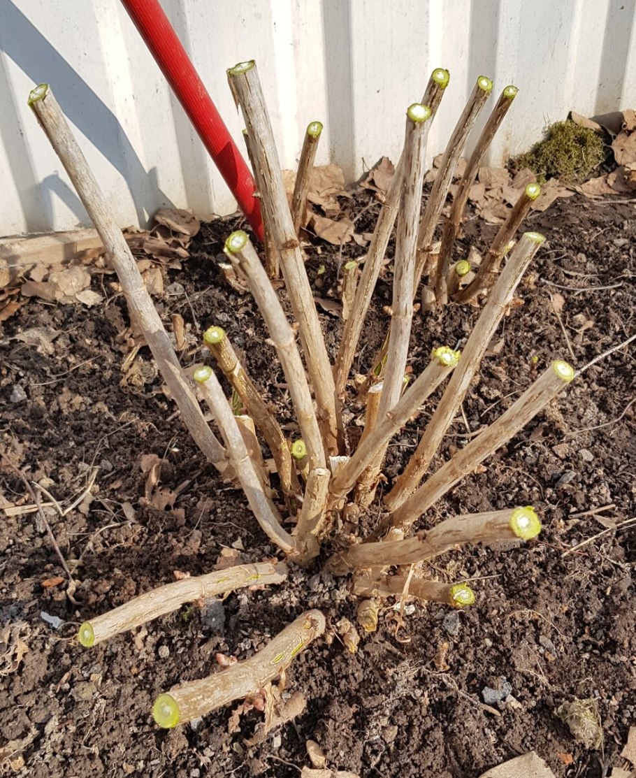 Обрезка гортензии метельчатой схема