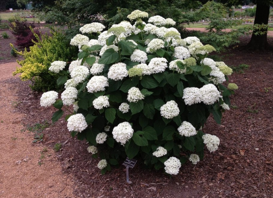 Гортензия Лаймлайт изгородь