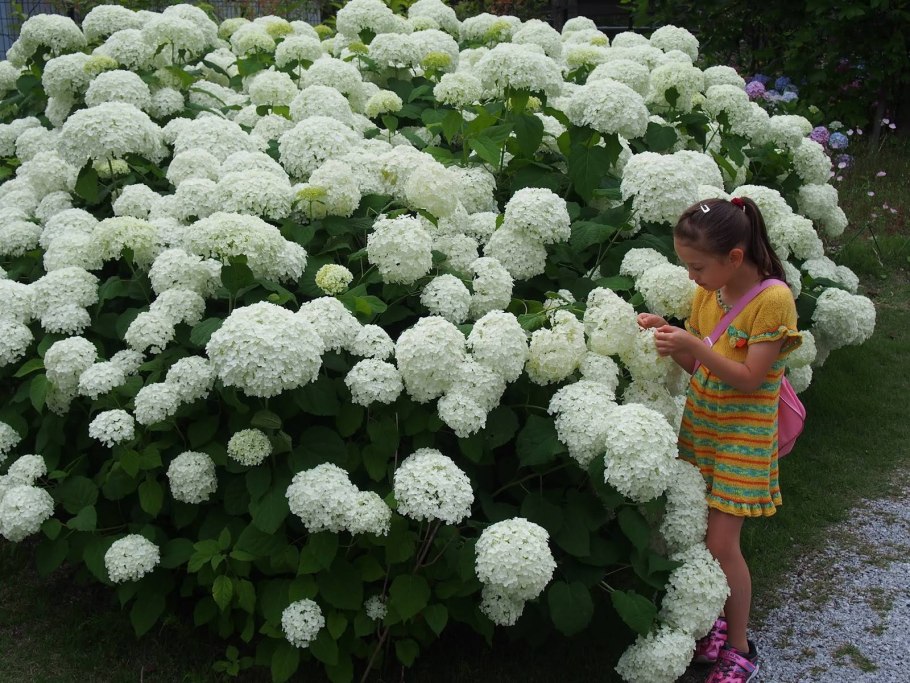 Гортензия древовидная'Annabelle' весной