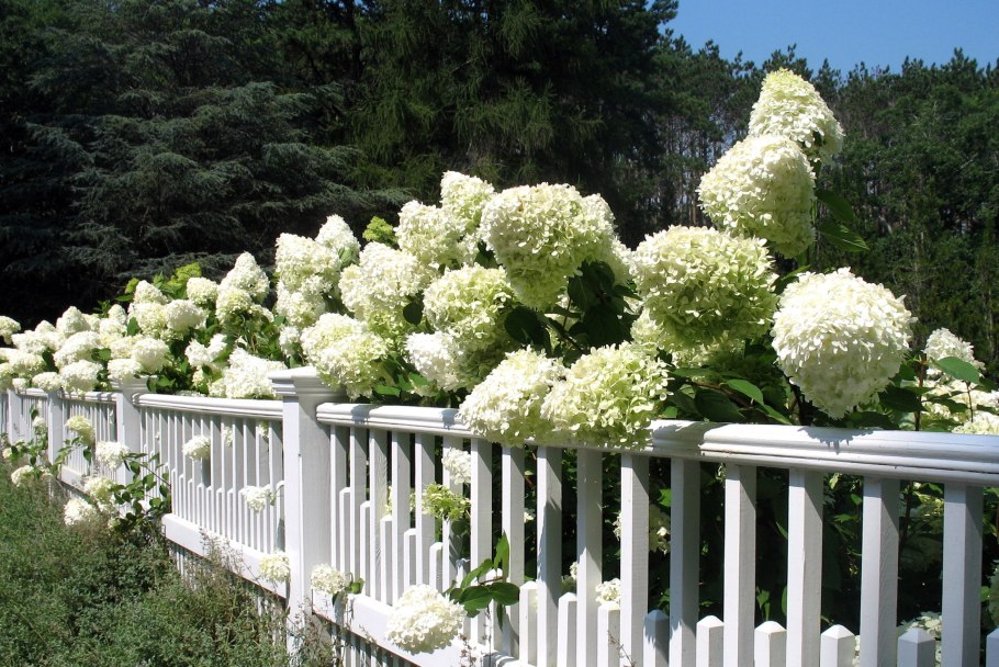 Гортензия Анабель белая древовидная