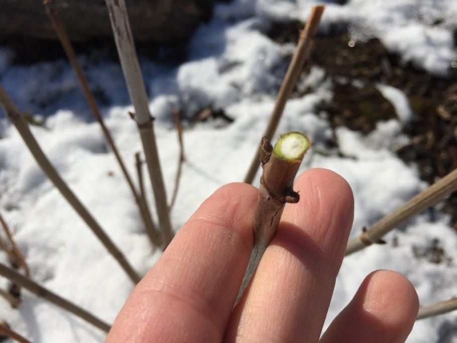 Укрытия для метельчатой гортензии