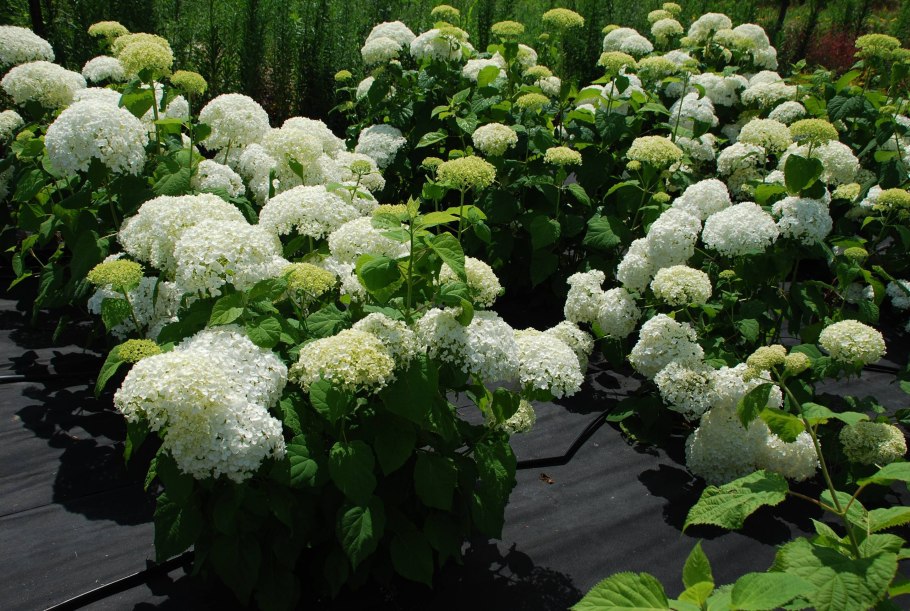 Гортензия метельчатая осень