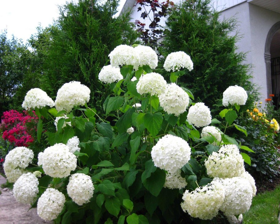 Омолаживание крупнолистной гортензии