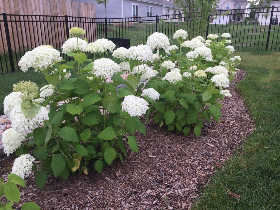 Гортензия Садовая метельчатая древовидная
