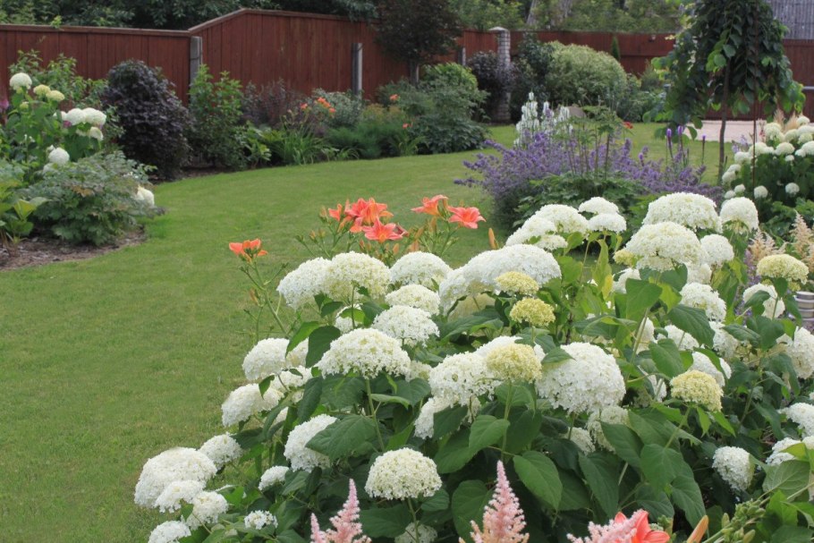 Гортензия метельчатая осень