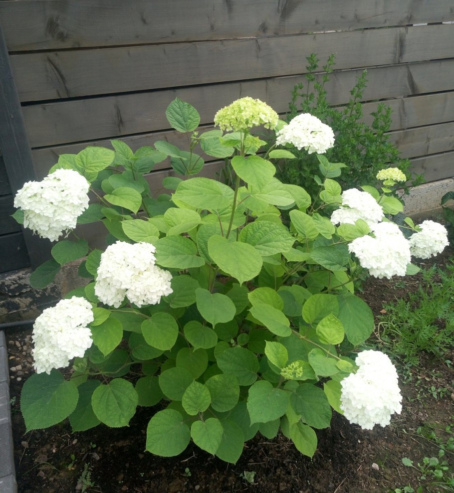 Корневая шейка у гортензии метельчатой