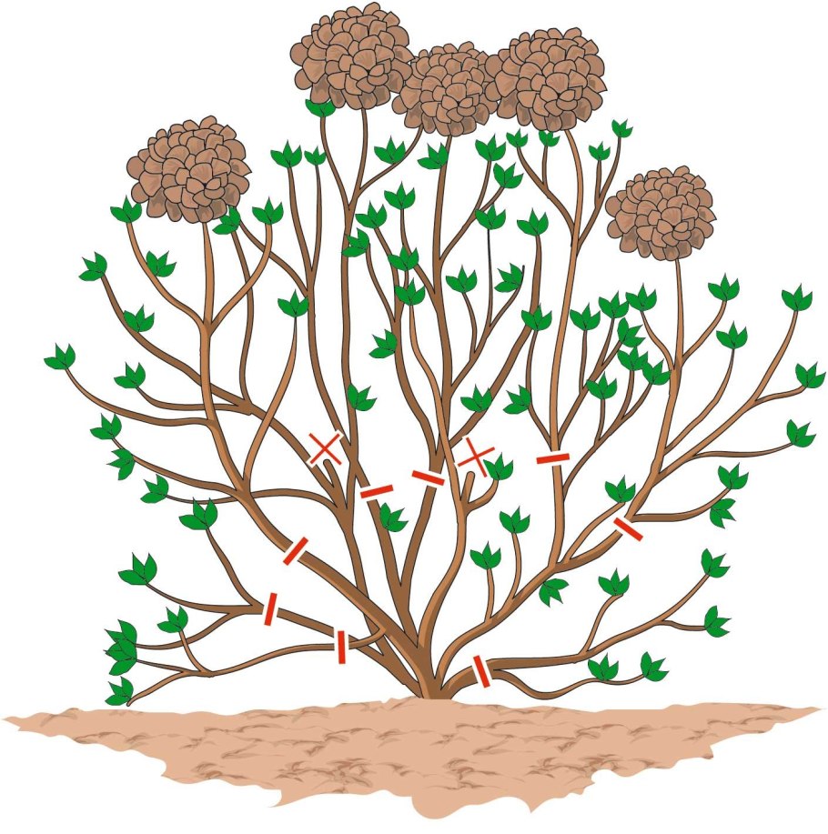 Гортензия Анабель с3