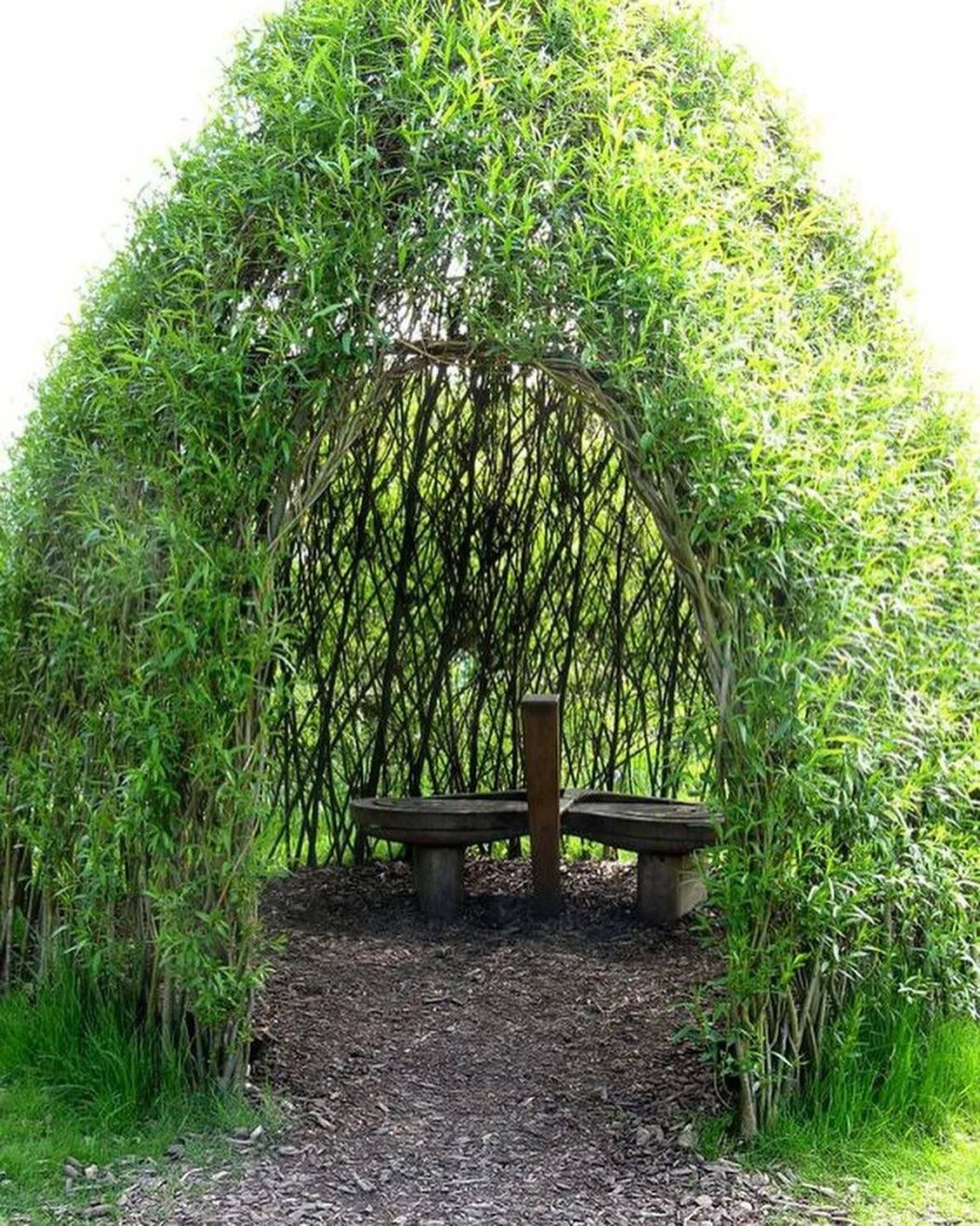 Ива белая Тристис