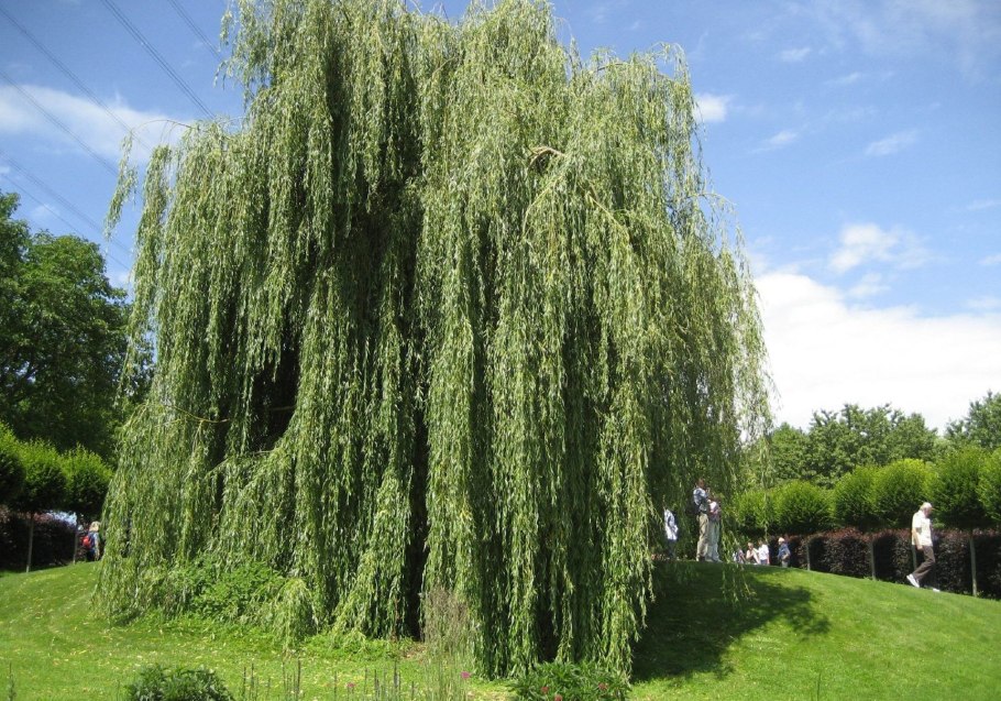 Ива Вавилонская (Salix babylonica)