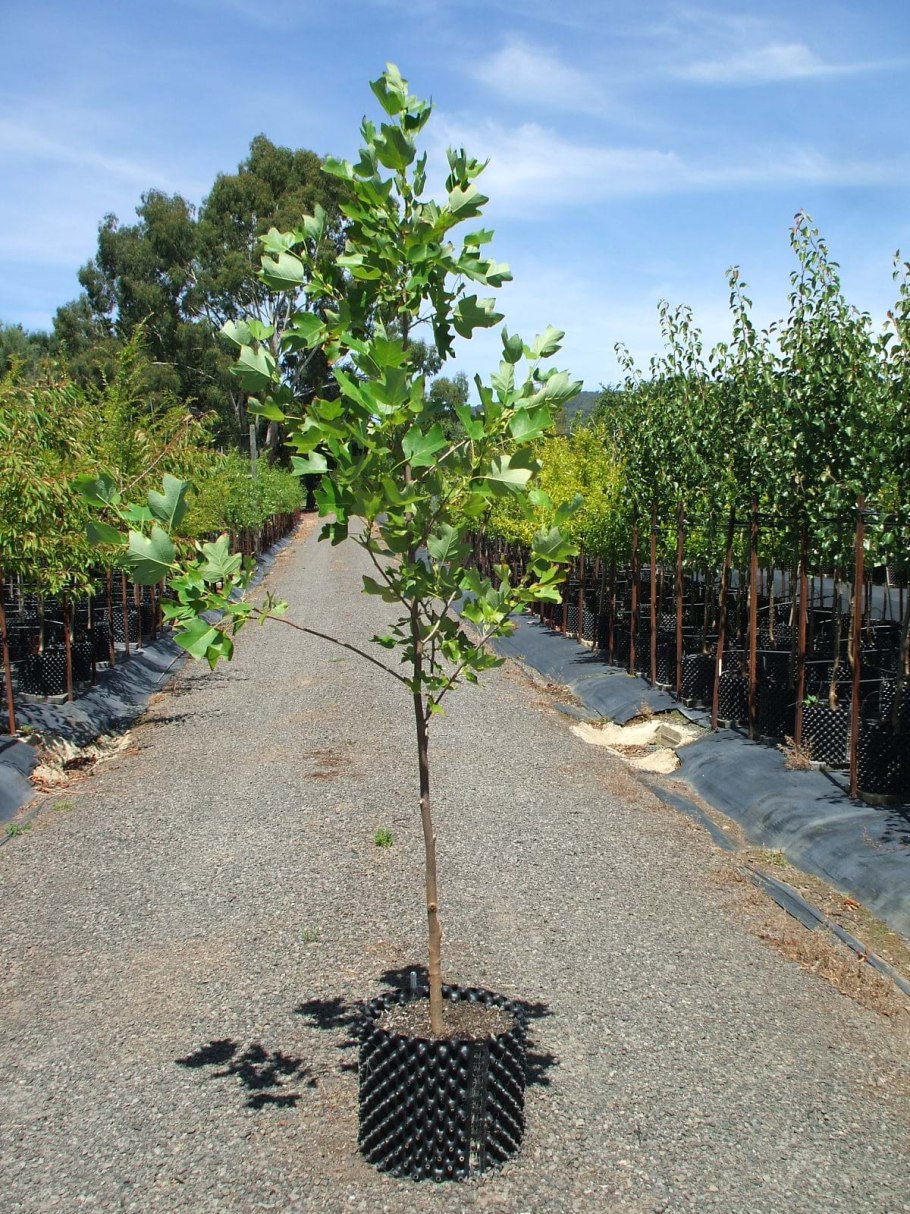 Лириодендрон саженец