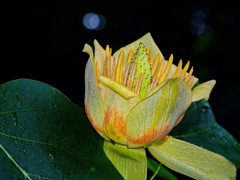 Лириодендрон Тюльпановый Liriodendron tulipifera