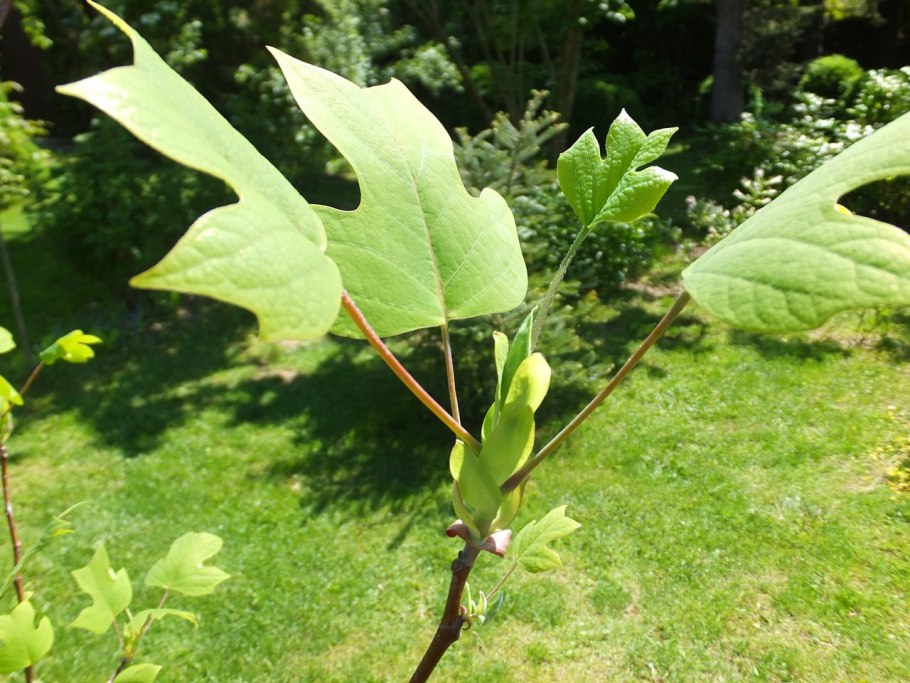Тюльпановое дерево Головинка