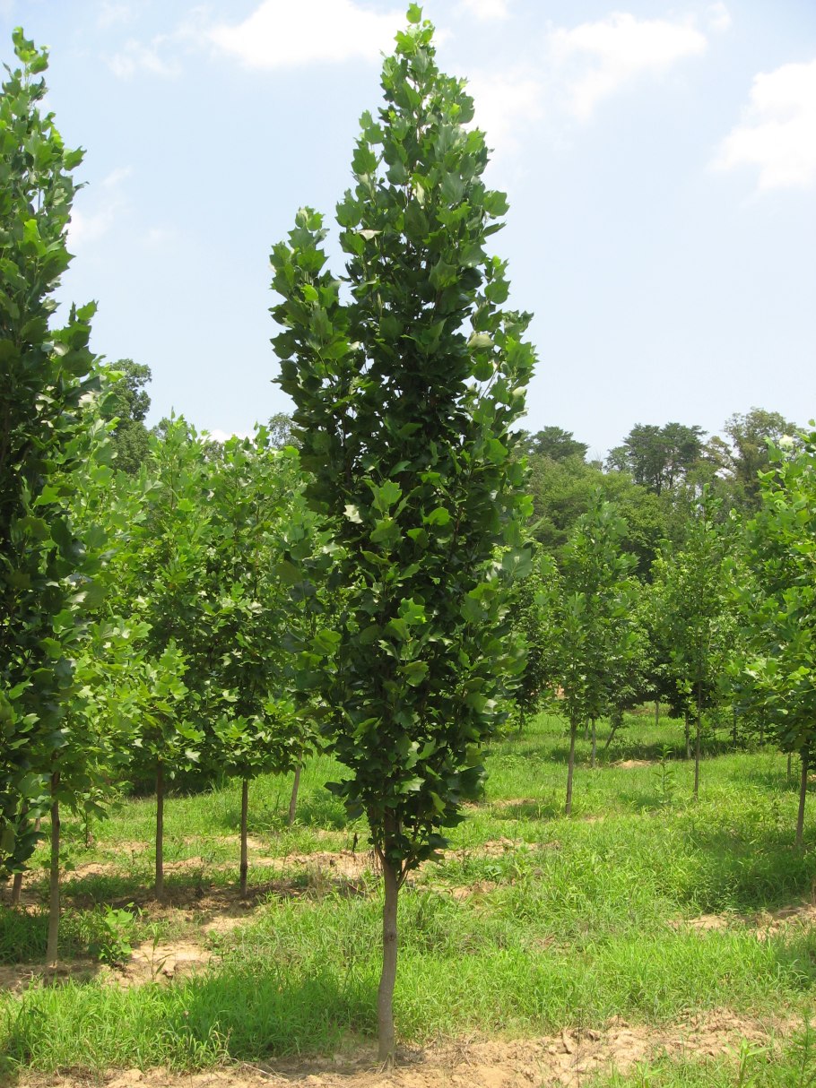 Лириодендрон Ауреомаргинатум