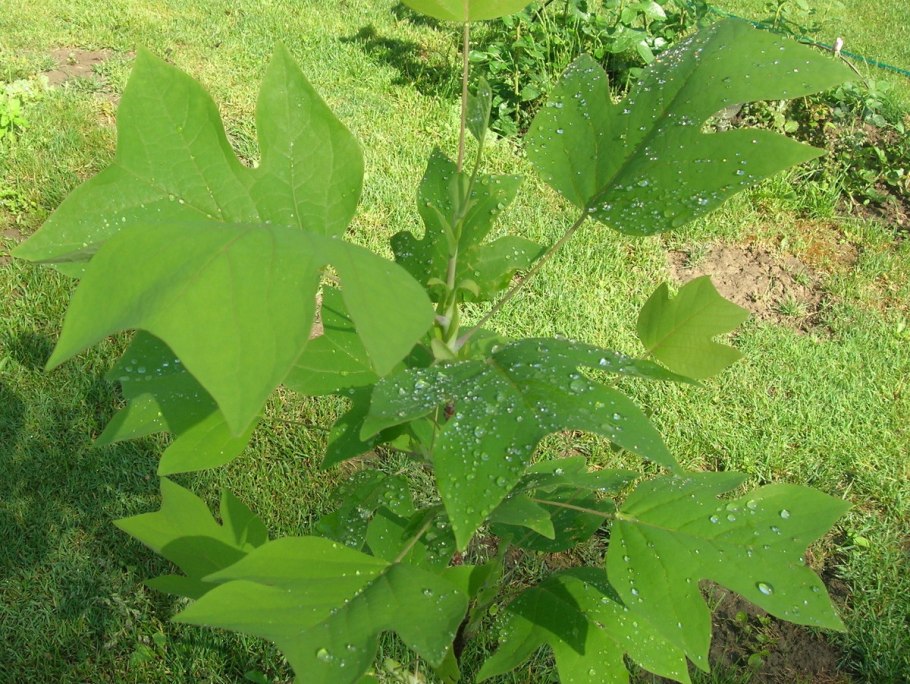 Лист лириодендрона