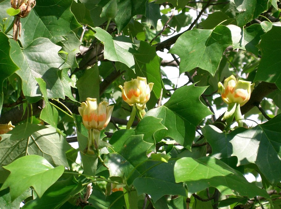 Лириодендрон Тюльпановый