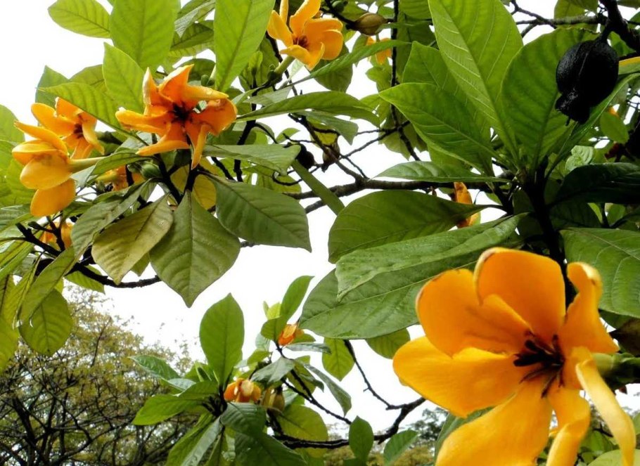 Лириодендрон Тюльпановый тюльпановое дерево