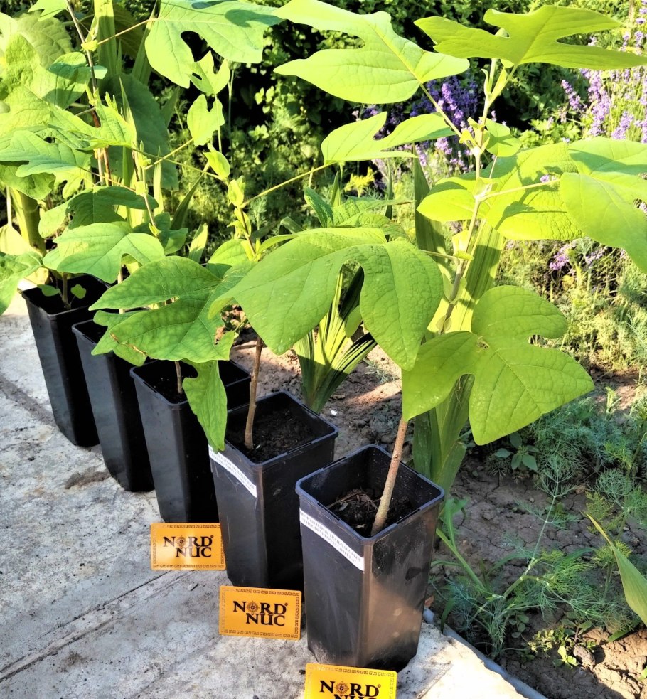 Тюльпанное дерево Лириодендрон саженец