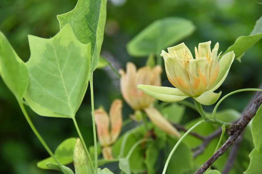 Liriodendron tulipifera fastigiatum