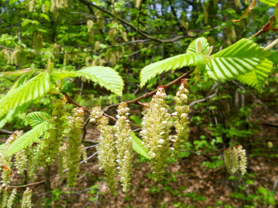 Граб листья и плоды