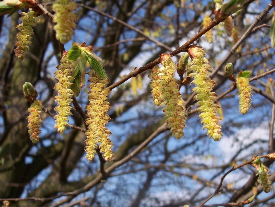 Вяз листья и плоды