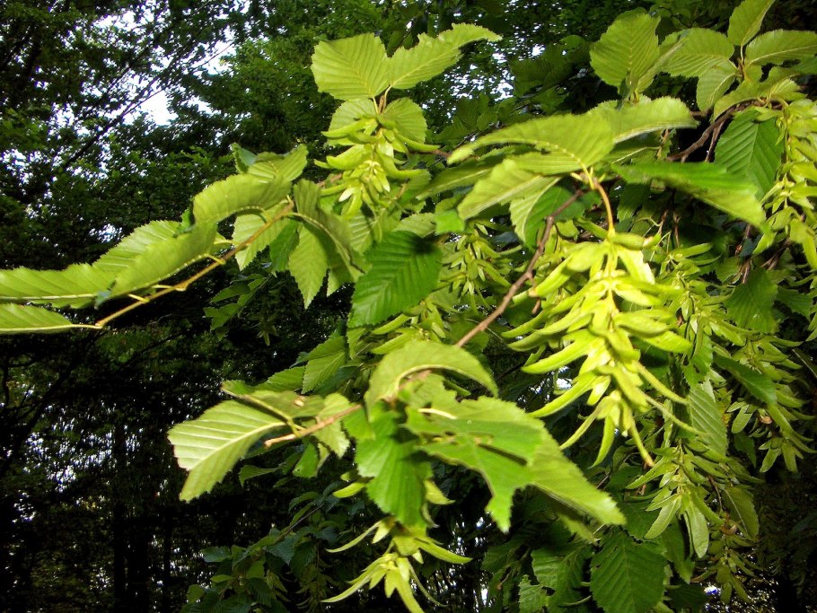 Грабинник (Carpinus orientalis),