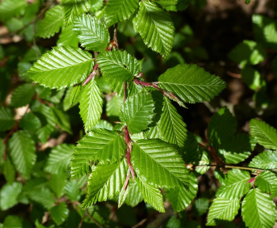 Хмелеграб обыкновенный