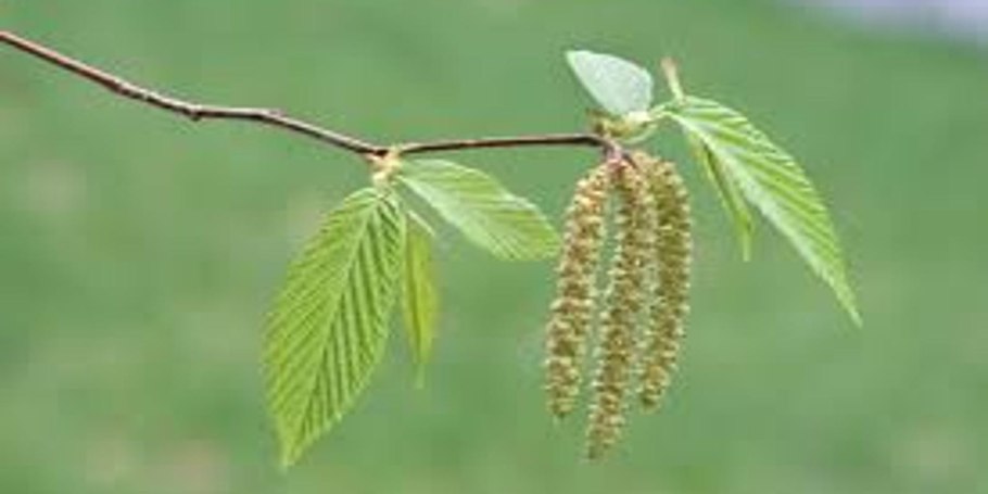Вяз обыкновенный, гладкий (Ulmus laevis)