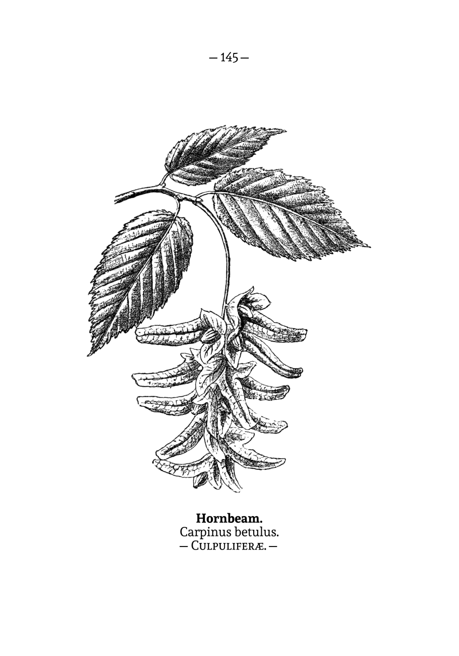 Граб кавказский Carpinus Caucasica