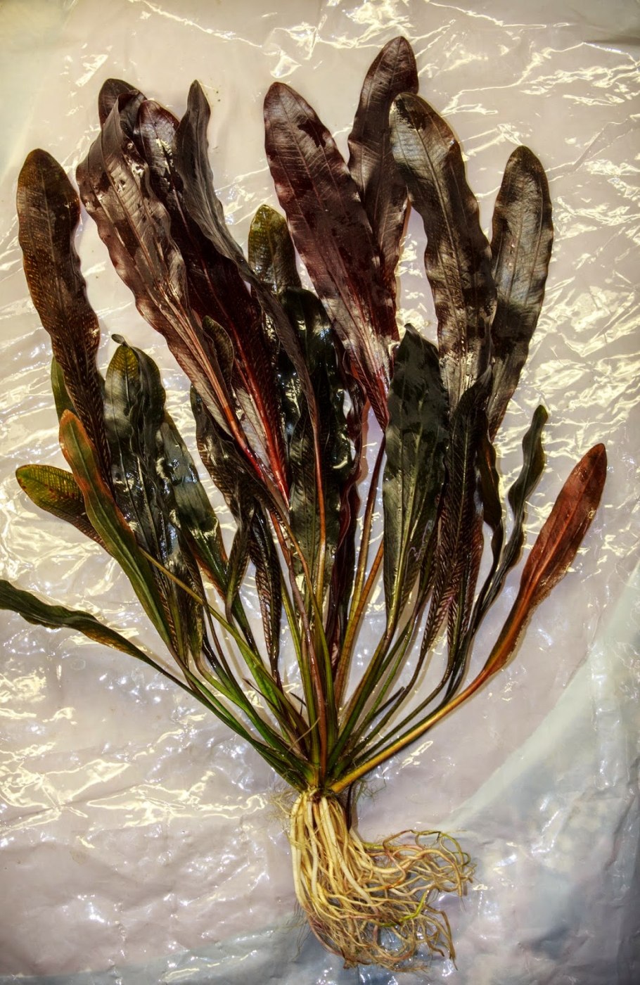 Апоногетон курчавый