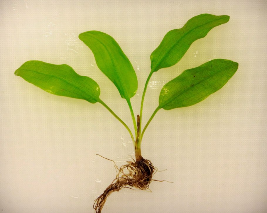 Криптокорина Эхинодорус