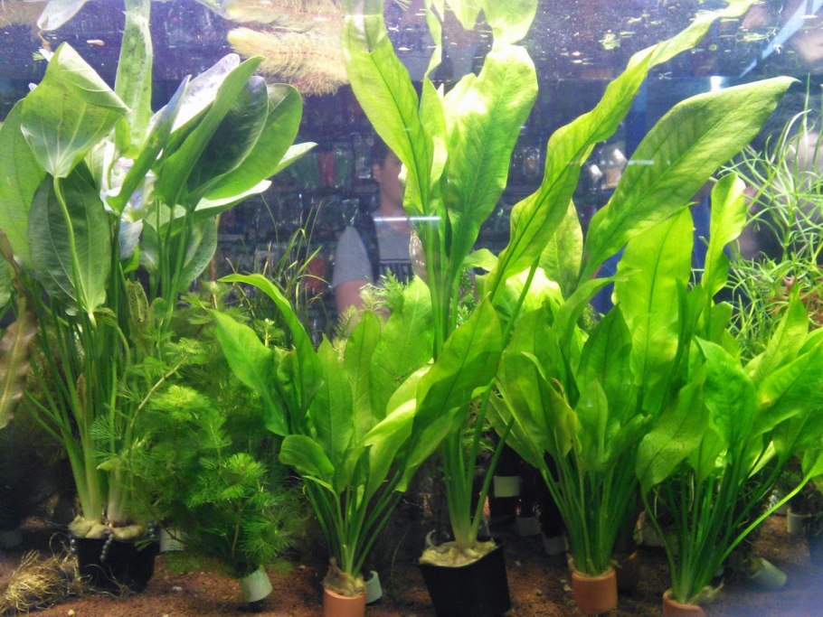 Эхинодорус Вероника Ратай