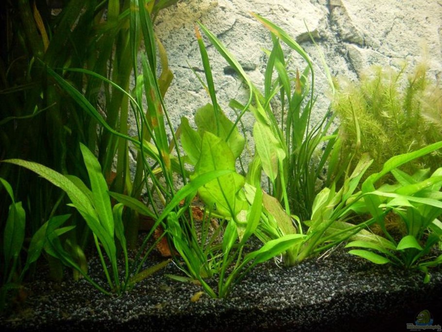 Эхинодорус амазонский аквариумное растение