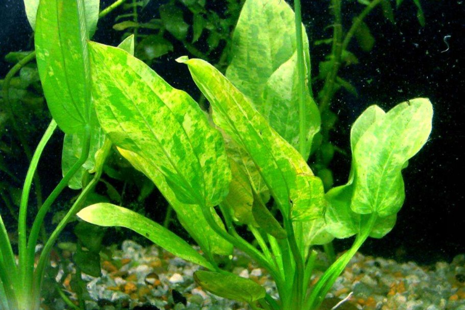 Эхинодорус Апоногетон