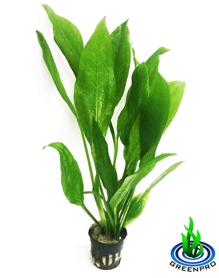 Echinodorus 'Red Flame'