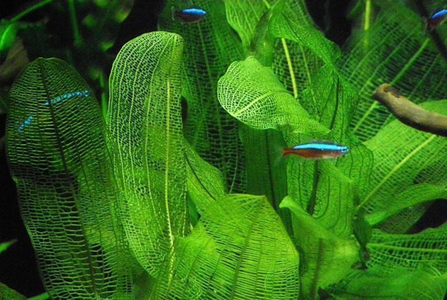 Валлиснерия и Криптокорина