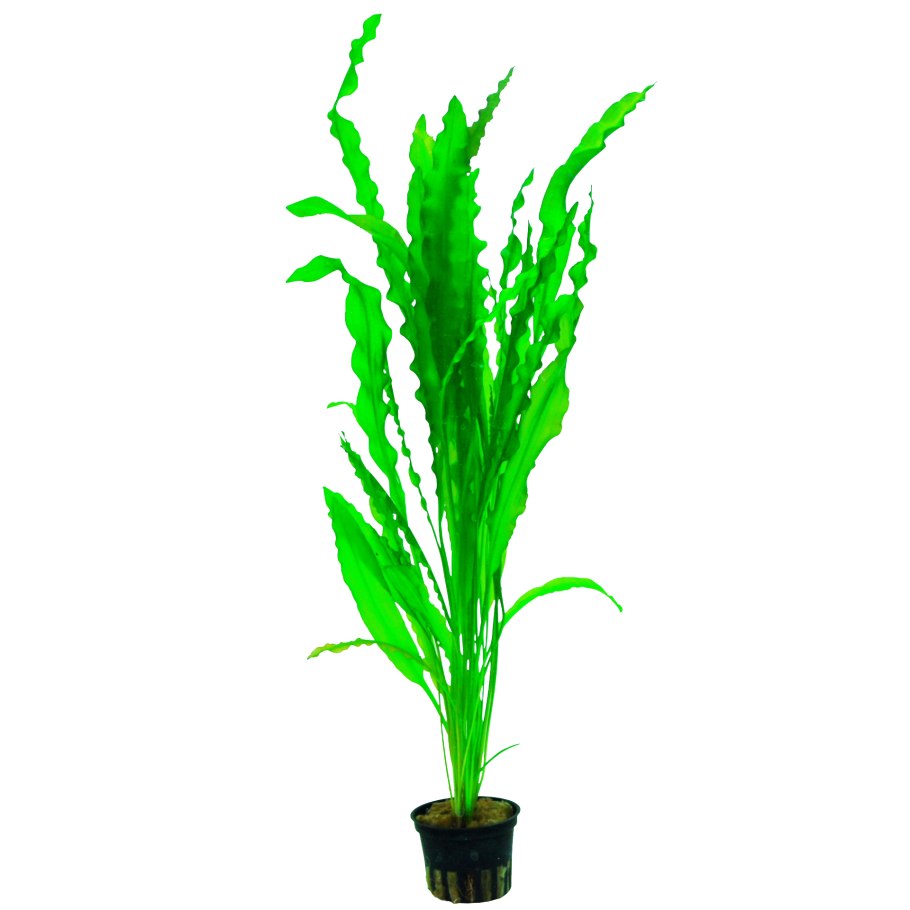 Plante Су contin Amidon