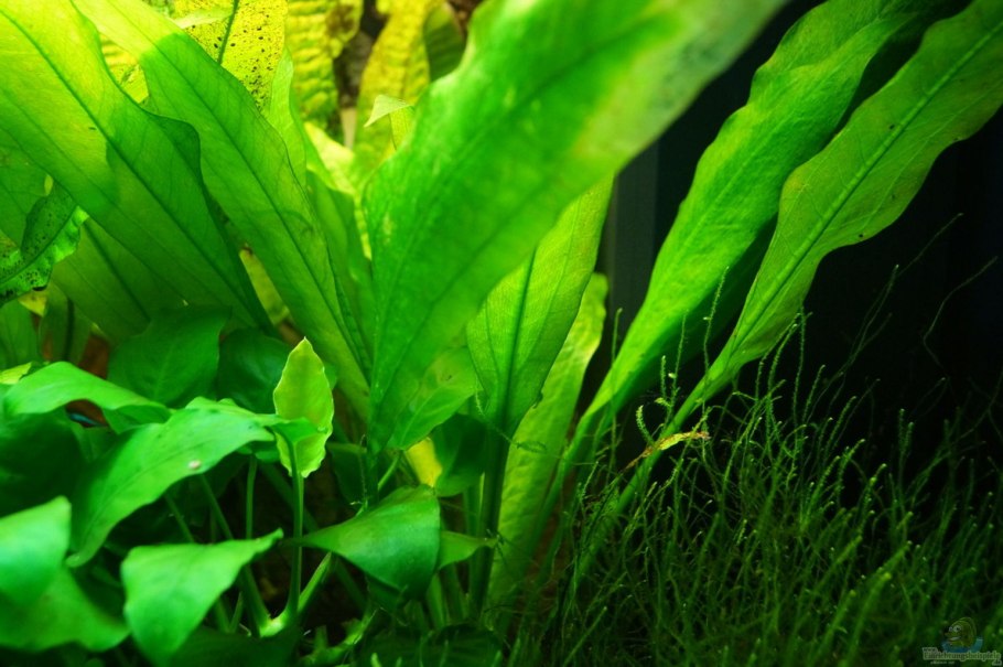 Валлиснерия, Людвигия, роголистник, Кабомба, Криптокорина, анубиас.