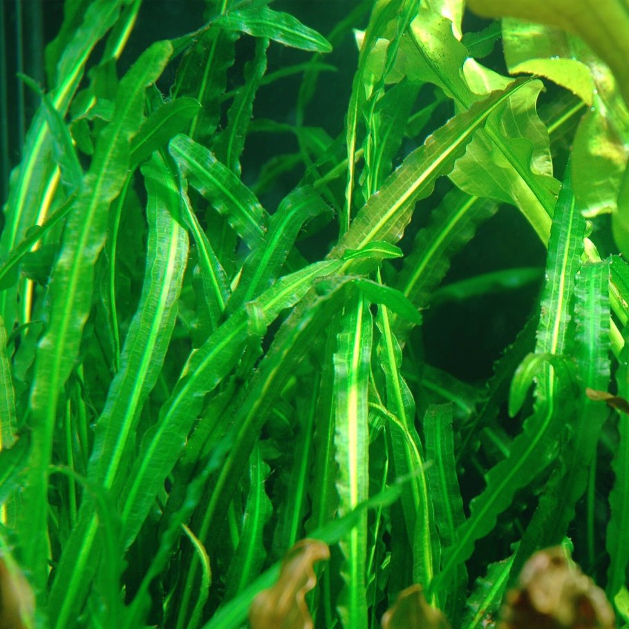 Microsorum Pteropus prothallium