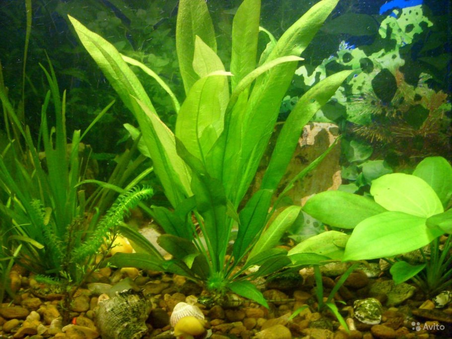 Эхинодорус уругвайский Echinodorus uruguayensis