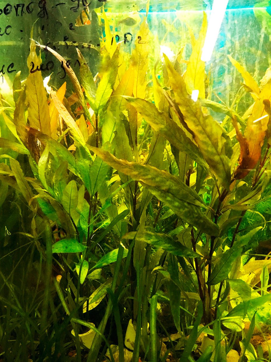 Апоногетон жёстколистный