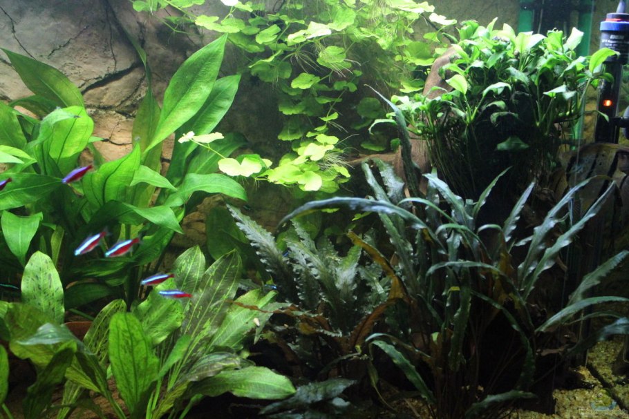 Эхинодорус крапчатый